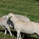 2019 Aue mit Bocklamm
